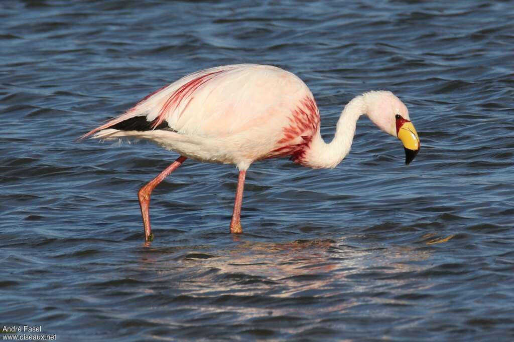 James's Flamingoadult, identification