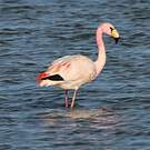 Flamant de James