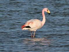 James's Flamingo