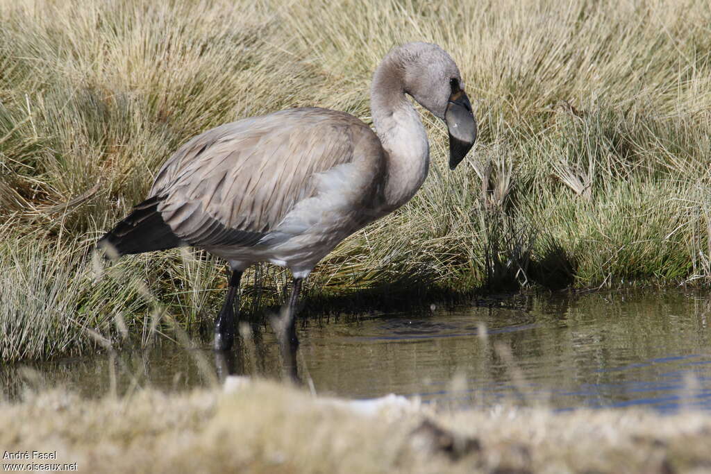 James's Flamingojuvenile, identification