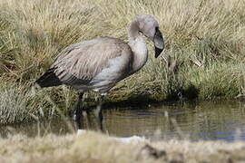 James's Flamingo