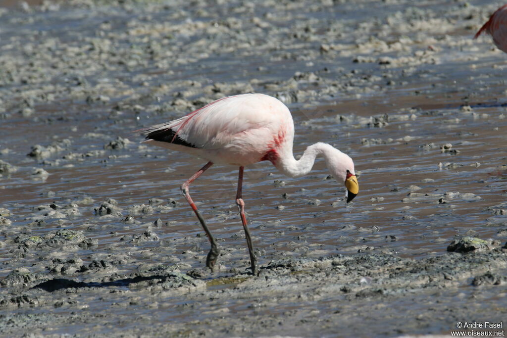 James's Flamingo