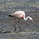 Flamant de James