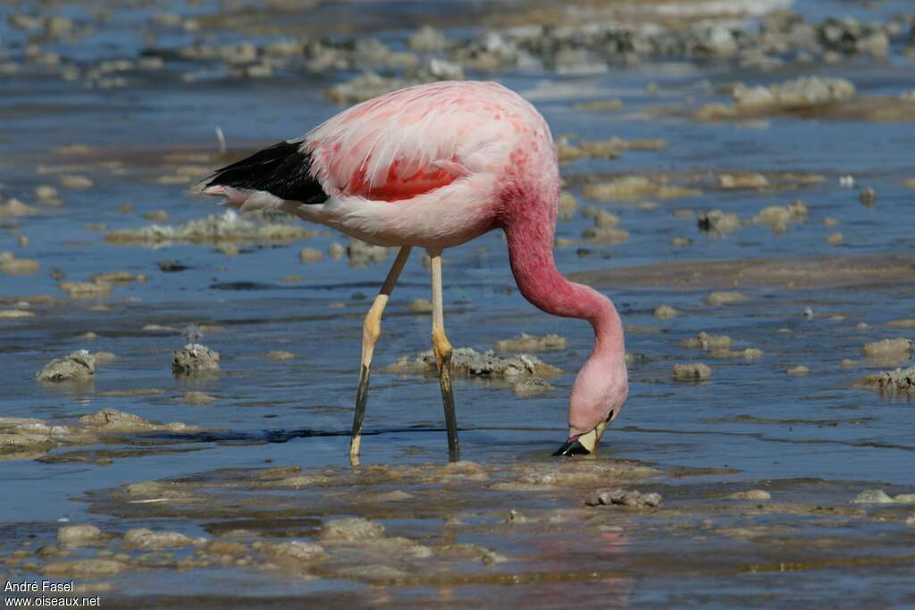 Flamant des Andesadulte, pêche/chasse