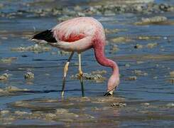 Andean Flamingo