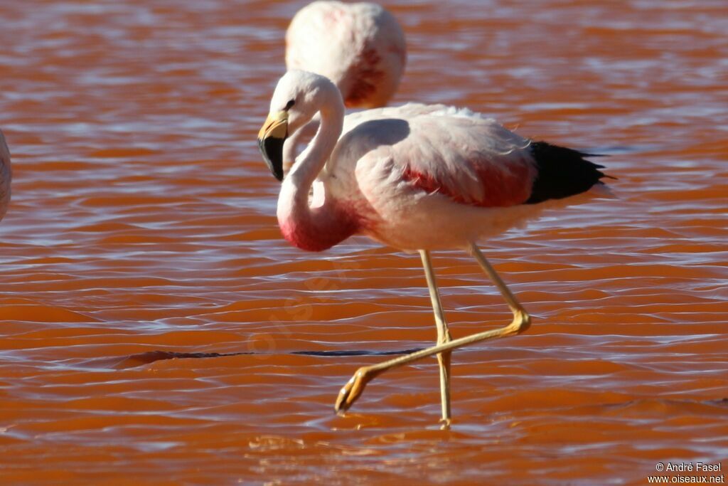 Flamant des Andes