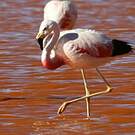Flamant des Andes