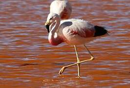 Andean Flamingo