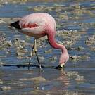 Flamant des Andes