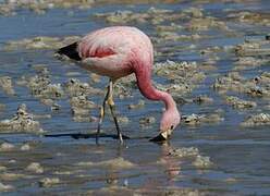 Andean Flamingo