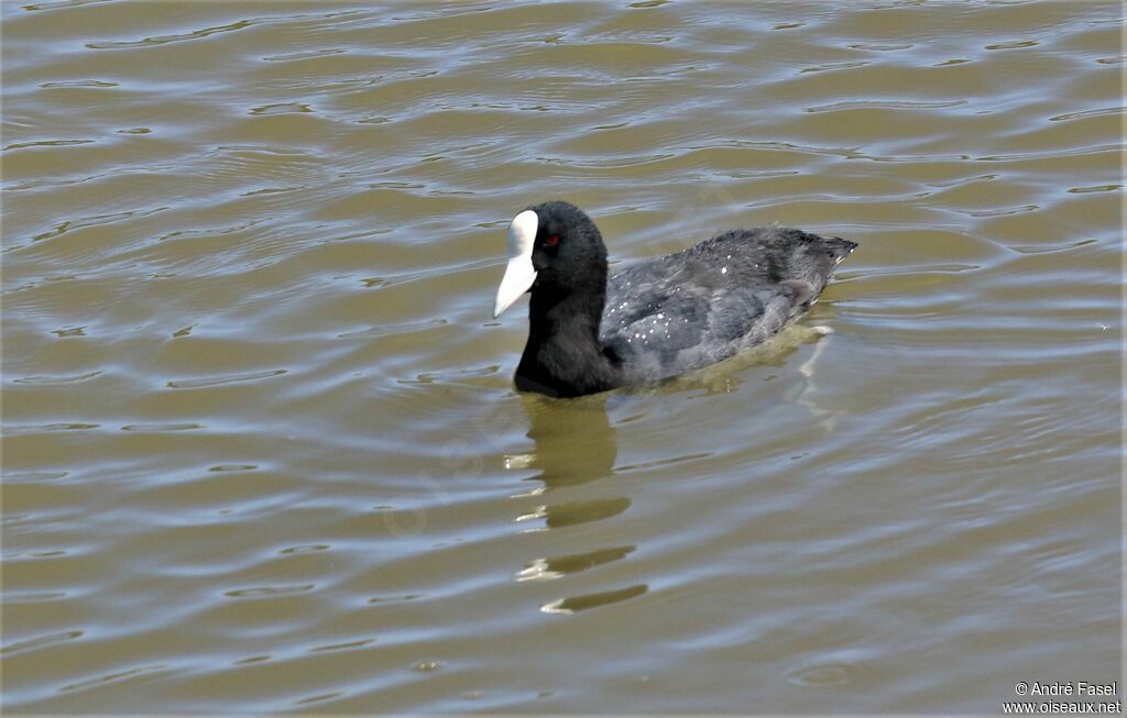 Hawaiian Coot