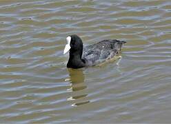 Hawaiian Coot