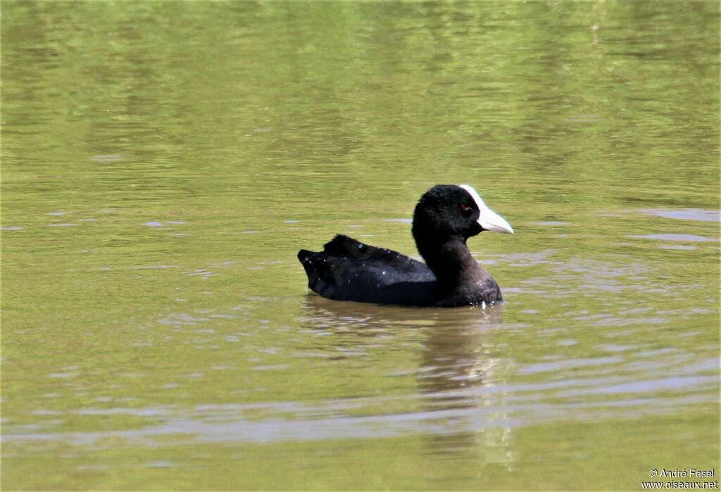 Hawaiian Coot