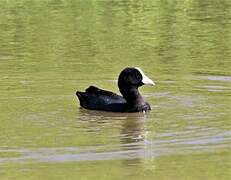 Hawaiian Coot