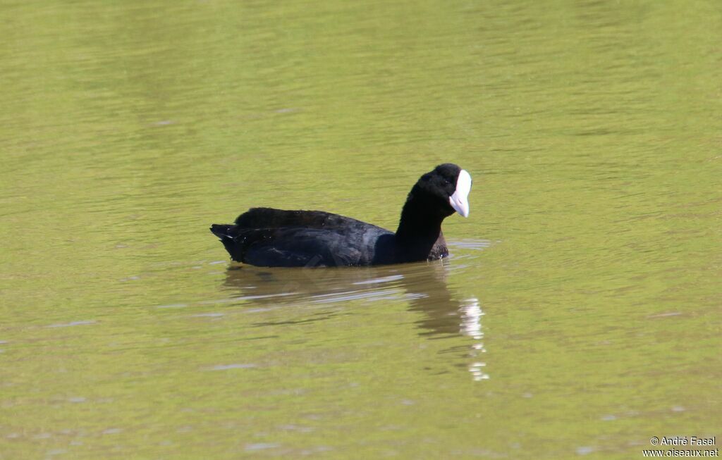 Hawaiian Coot