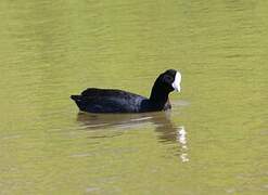 Hawaiian Coot