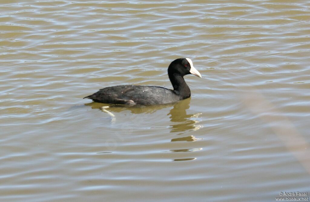 Hawaiian Coot