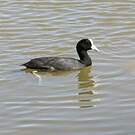 Foulque des Hawaï