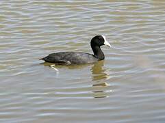 Hawaiian Coot