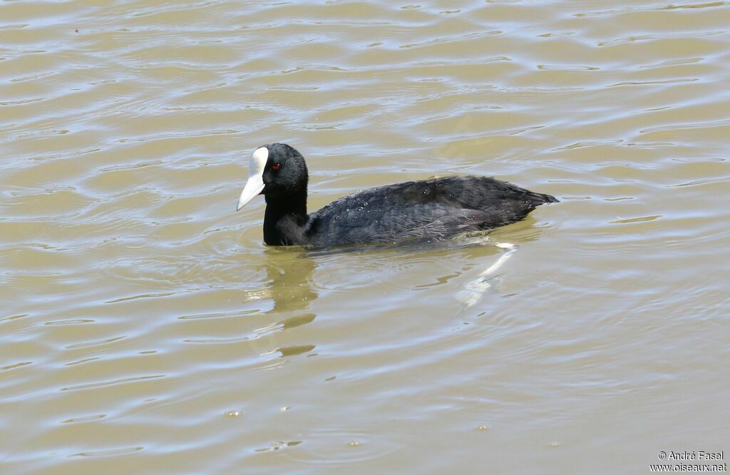 Hawaiian Coot