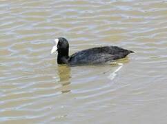 Hawaiian Coot