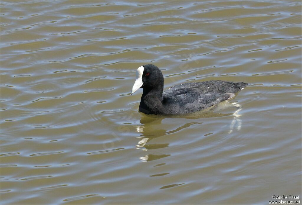 Hawaiian Coot