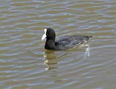 Hawaiian Coot