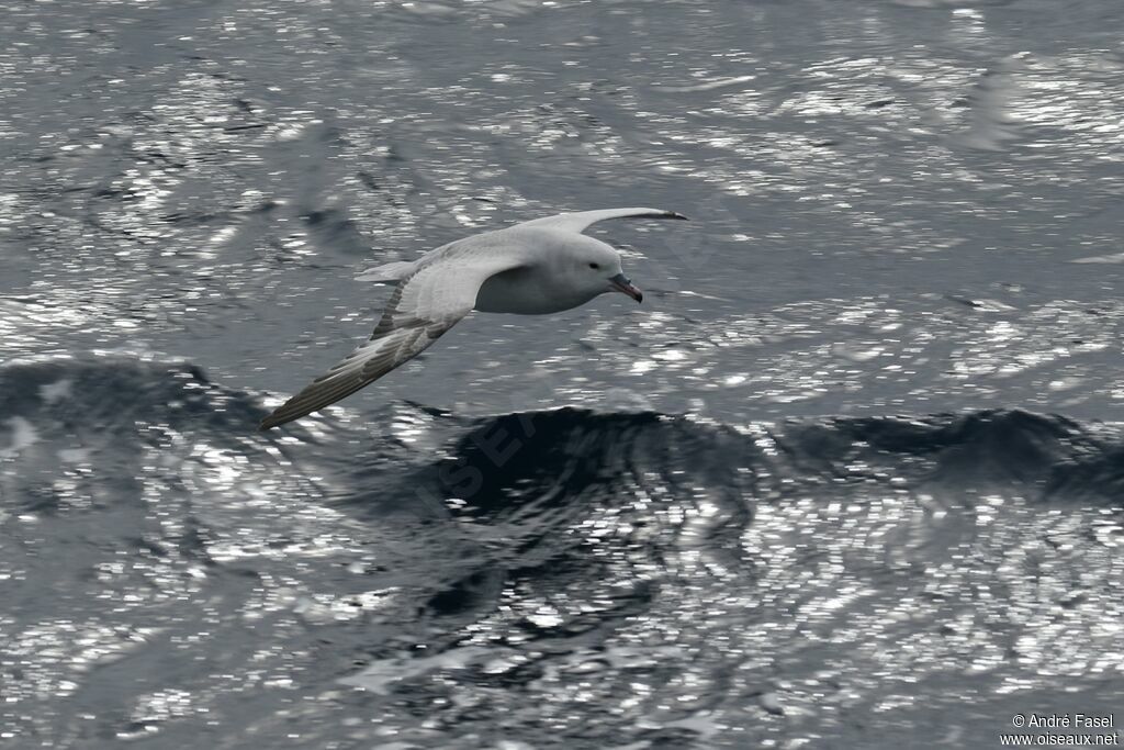 Fulmar argenté