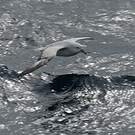 Fulmar argenté
