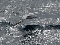 Fulmar argenté