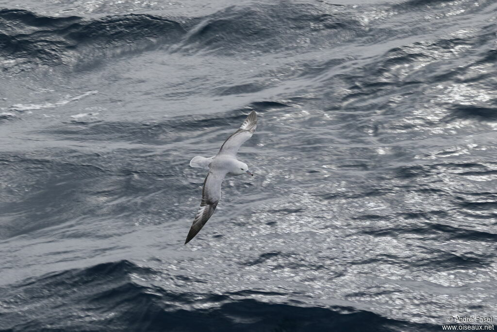 Southern Fulmar