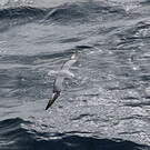Fulmar argenté