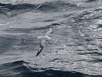 Fulmar argenté