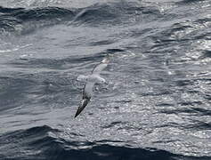 Southern Fulmar