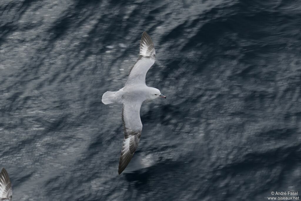 Fulmar argenté