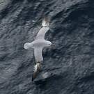 Fulmar argenté