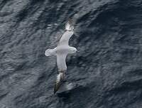 Fulmar argenté