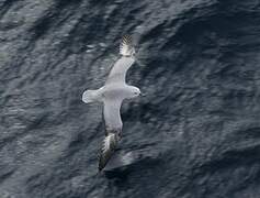 Southern Fulmar