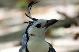 White-throated Magpie-Jay