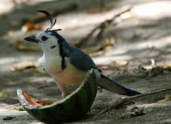 White-throated Magpie-Jay