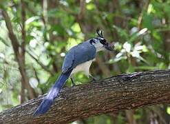 Black-throated Magpie-Jay