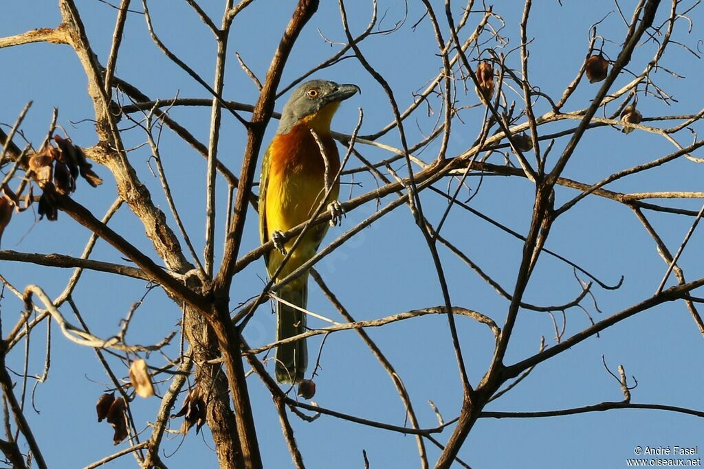 Grey-headed Bushshrike