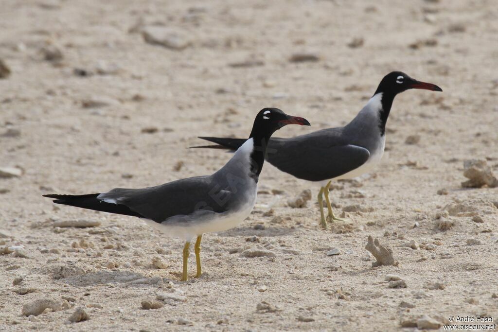 White-eyed Gull