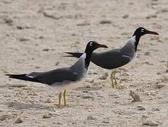 White-eyed Gull