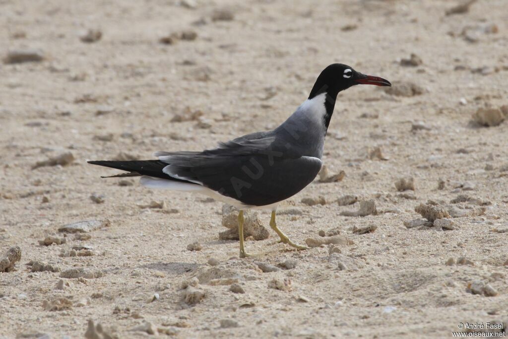 White-eyed Gull