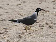 White-eyed Gull