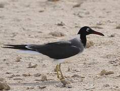 White-eyed Gull