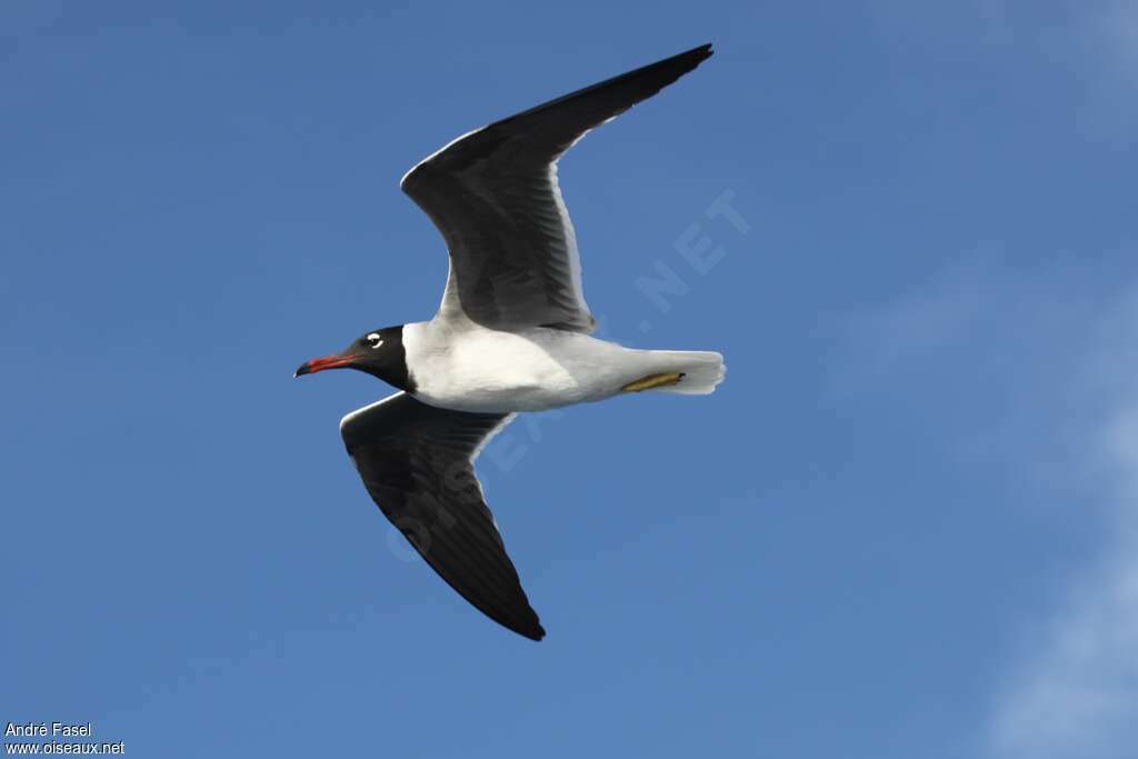 White-eyed Gulladult, pigmentation, Flight