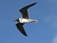 White-eyed Gull