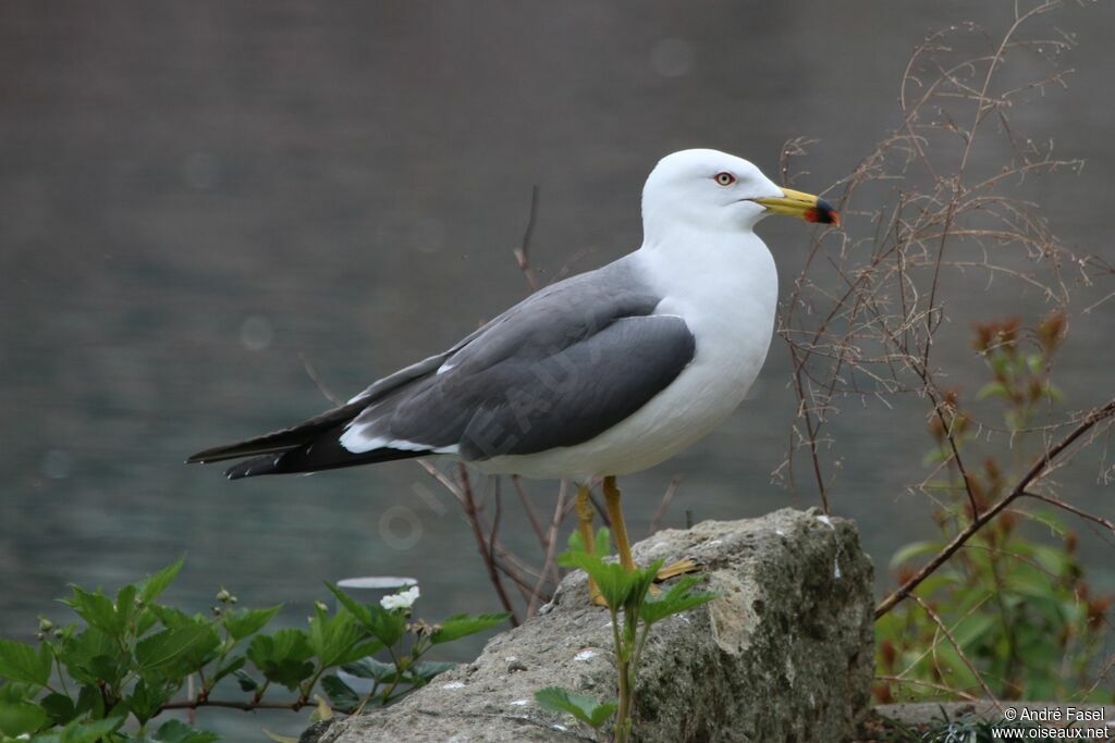 Black-tailed Gulladult